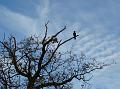 2011-1124-1410_Cormorant_12C